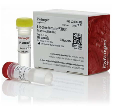 Lipofectamine 3000 转染试剂